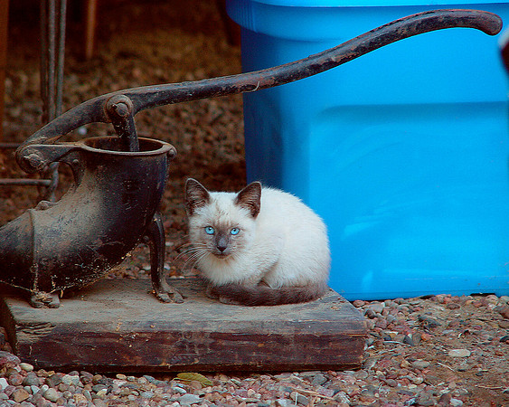 Mom's Kitten