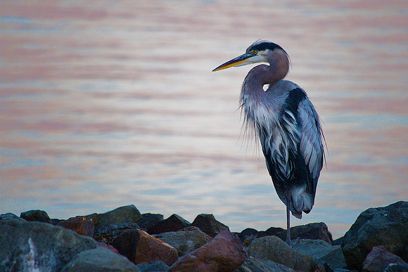 Heron, Hunting