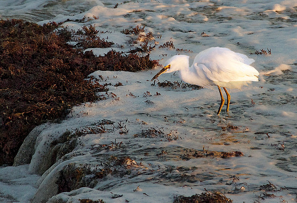 Snowy Egret