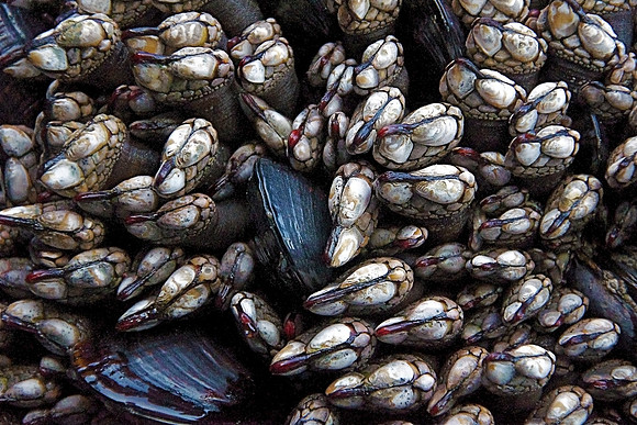 Gooseneck Barnacles