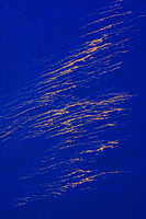 Tree Pollen On The Surface Of Crater Lake (#1)