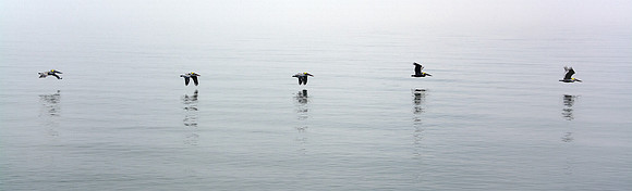 Reflections Of Pelicans (28x9)