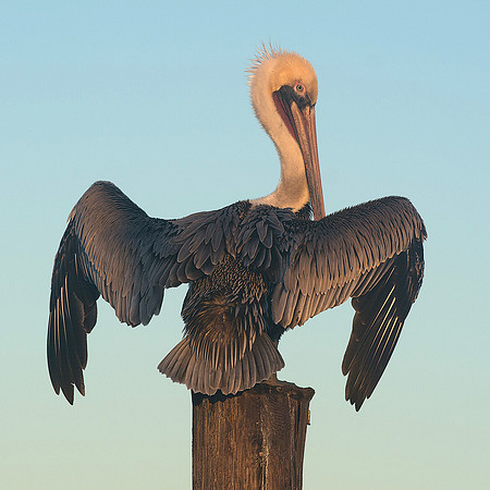 Brown Pelican, Defined