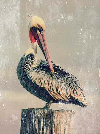 Brown Pelican (Vintage)
