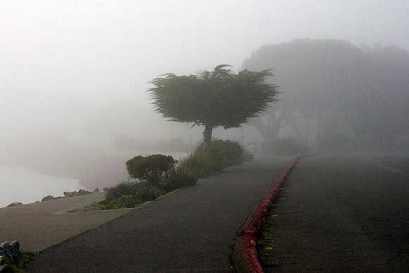 Cypress In Fog, From Spinnaker Point