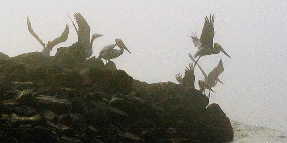 Pelicans, Spooked