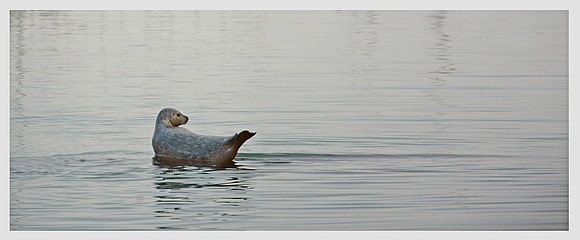 Harbor Seal