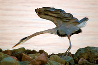 Heron, Striking