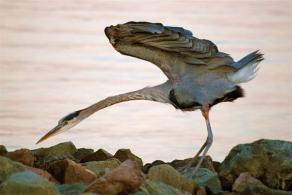 Heron, Striking