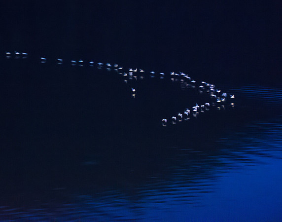 Arctic Terns, Migrating