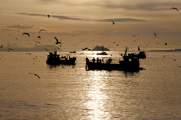 Herring Fishing (vintage frame)