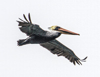 Brown Pelican In Flight