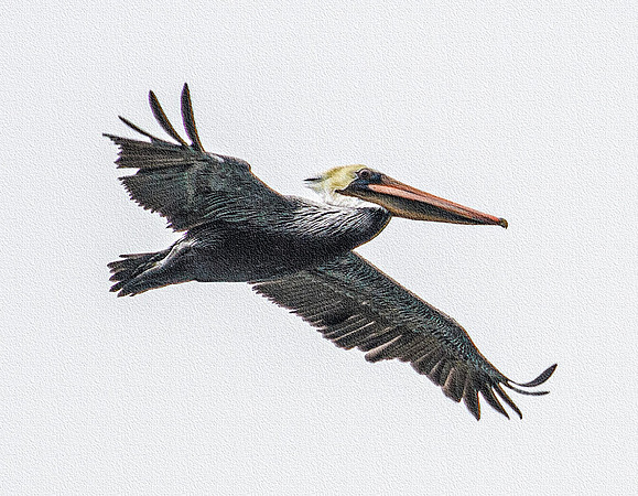 Brown Pelican In Flight