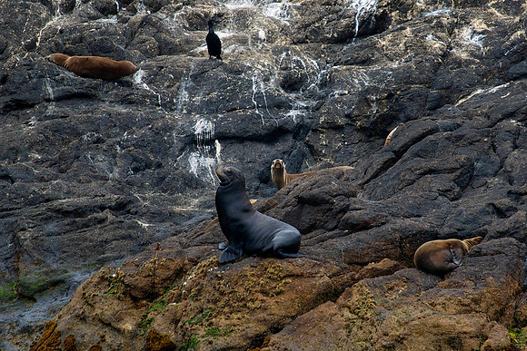 King Of The Hill (Seal Lions, Farallon Islands, CA)