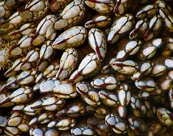 Barnacles At Negative Tide