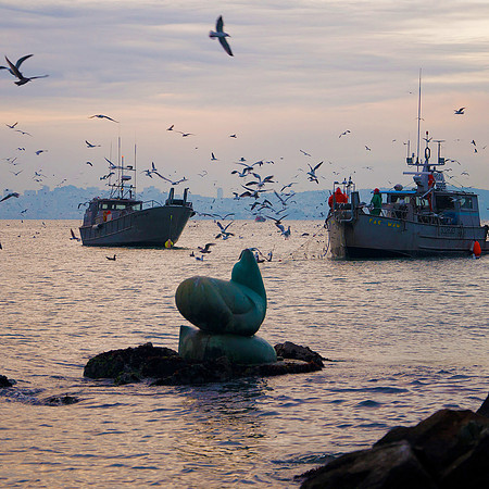 Sausalito Sea Lion, with Herring Boats