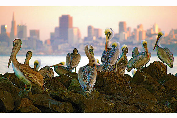 Pelicans At Spinnaker Point