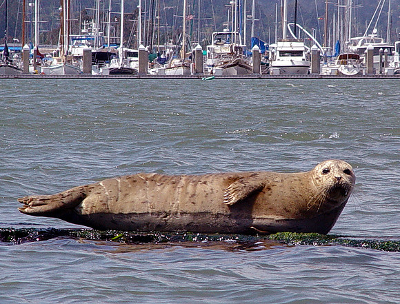 Seal & Sailboats