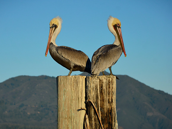 A Perfect Pair Of Pelicans