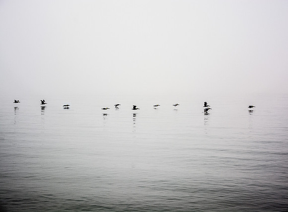 Reflections On Pelicans (11x14)