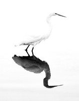 Snowy Egret