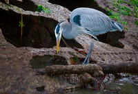 Henry The Heron